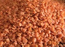 lentilles corail