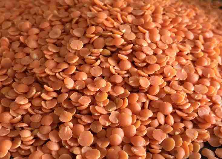 lentilles corail